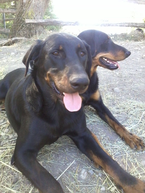 domainedelalicorne.fr Elevage de beauceron chiot beauceron pure race élevage du clos de la licorne elevage des gardiens de la licorne elevage beauceron noir et feu authentique gros gabarits élevage de Beauceron familial sérieux et qualité domainedelalicorne.fr suivi des chiots conseil d’éducation chiot propre bas rouge santé caractère spécialiste du beauceron noir et feu ou arlequin chien rustique berger de France  nos chiots sont élevés avec amour et attention notre passion au service de la qualité Beauceron de qualité et sportif domaine de la licorne 04380 BARRAS élevage en liberté éleveur berger de beauce élevage de beauceron de travail 